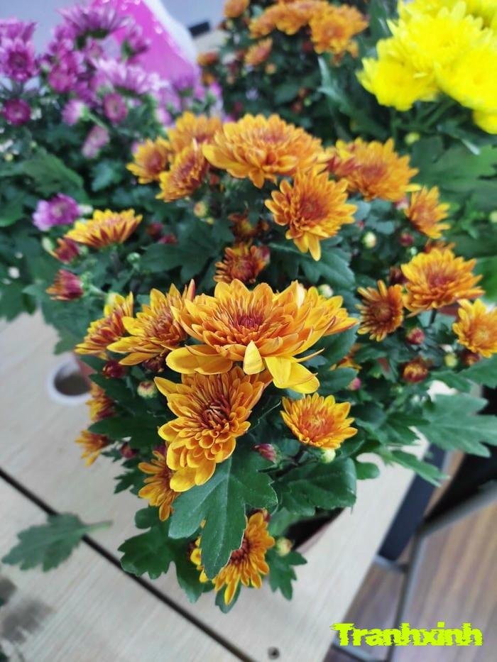 hoa cúc trong vườn