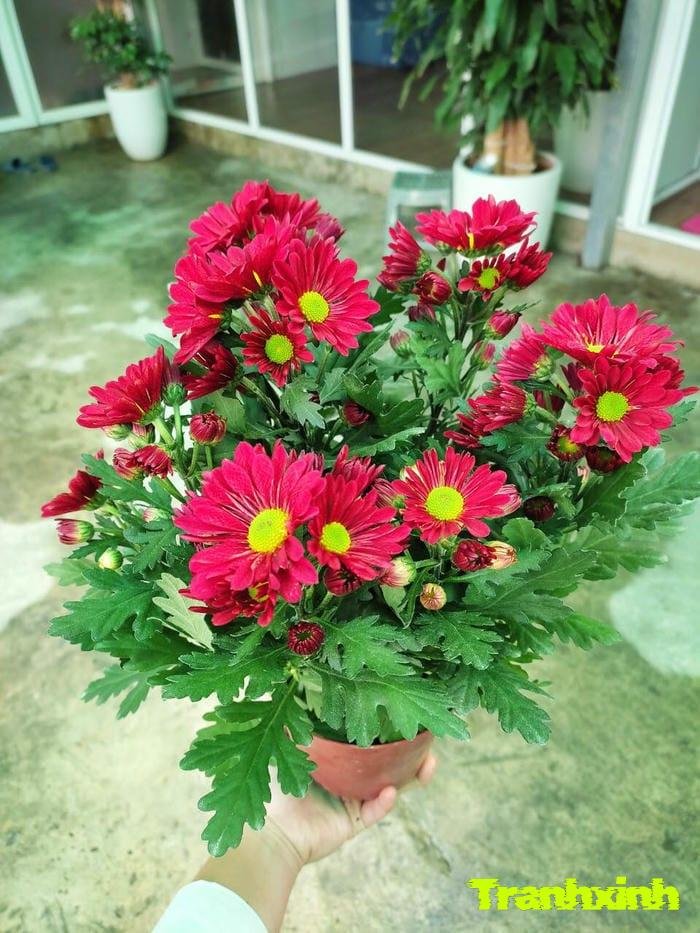 hoa cúc tươi