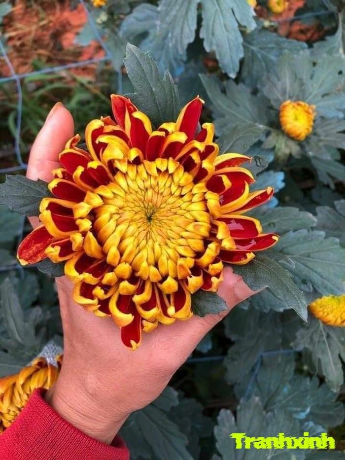 hoa cúc và mùa thu