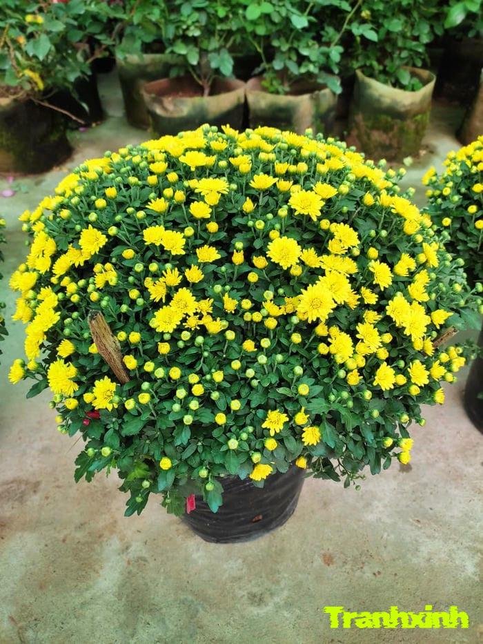 hoa cúc và niềm vui