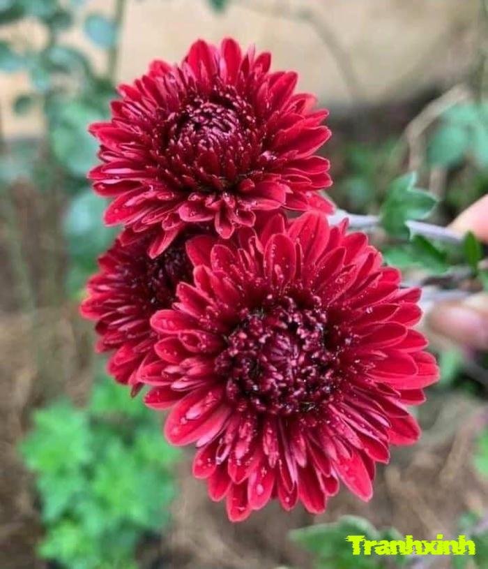 hoa cúc và sự quý phái