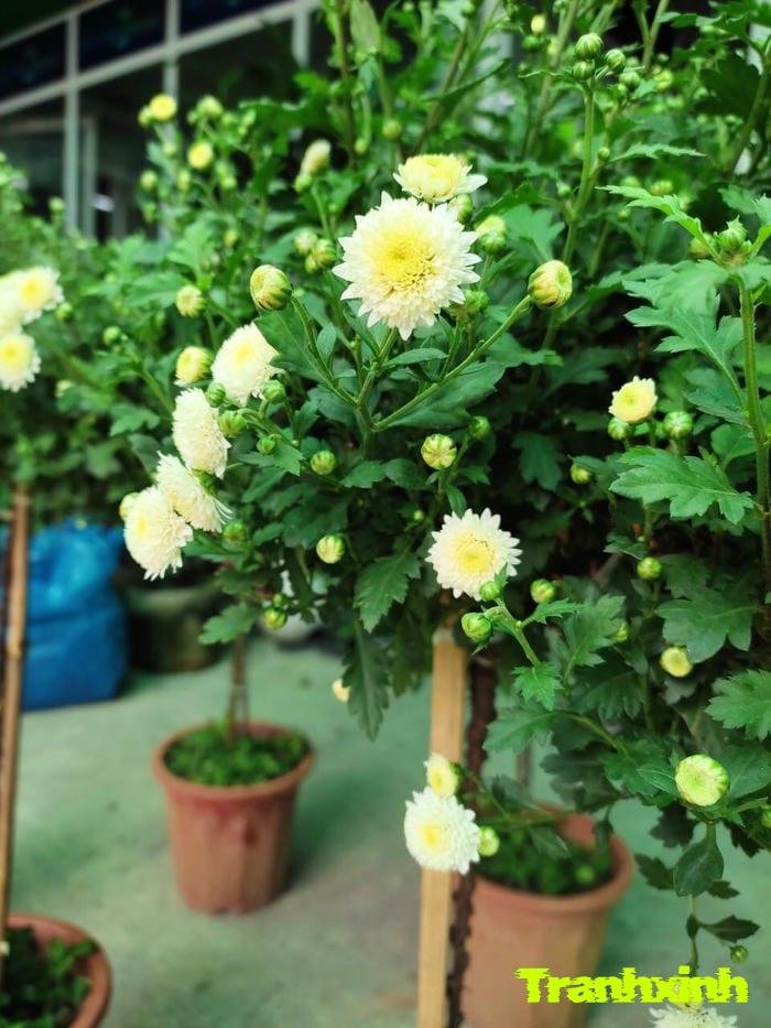 hoa cúc và sự tôn kính