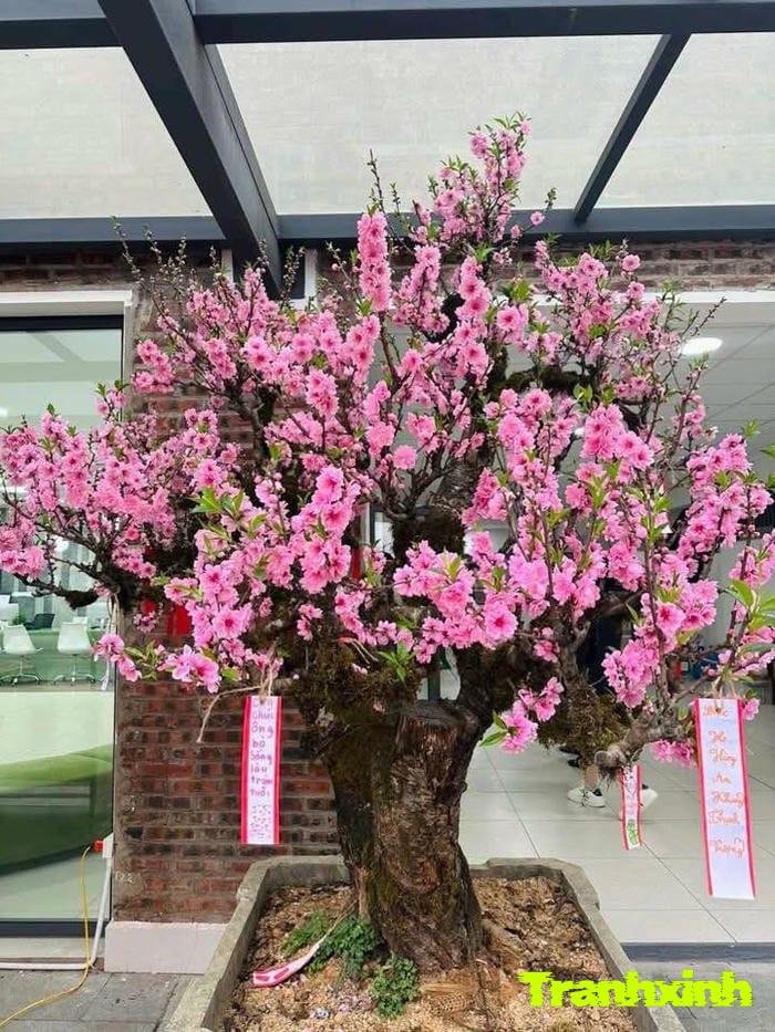 hoa đào báo hiệu xuân