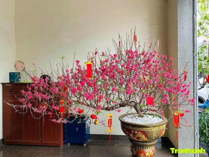 hoa đào cho background