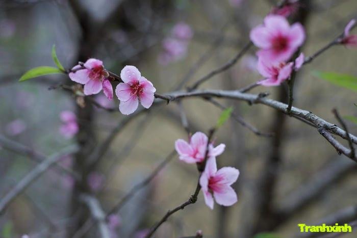 hoa đào năm cánh