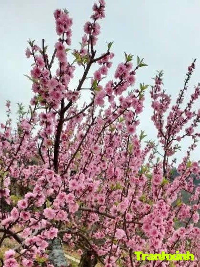 hoa đào thẩm mỹ