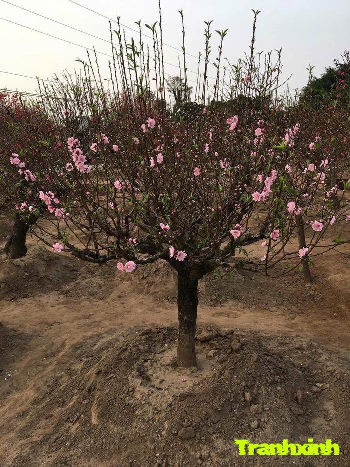 hoa đào trong vườn