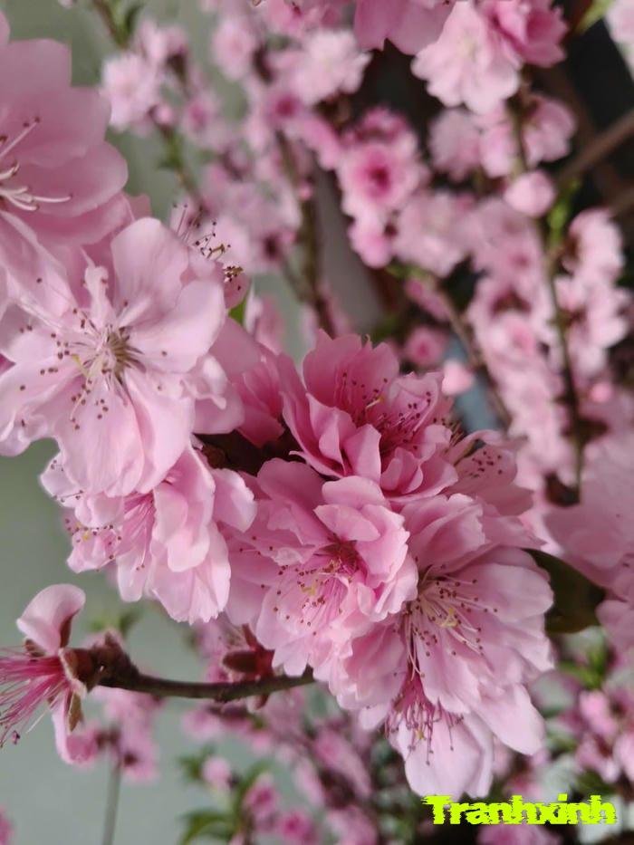 hoa đào và may mắn