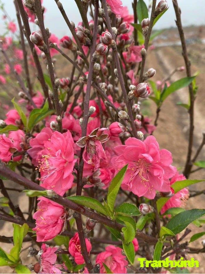 hoa đào và mùa xuân