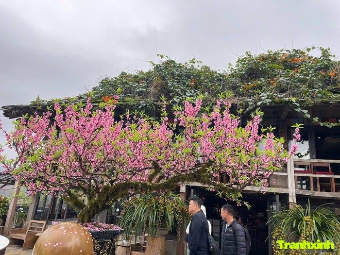 hoa đào và sự đoàn viên