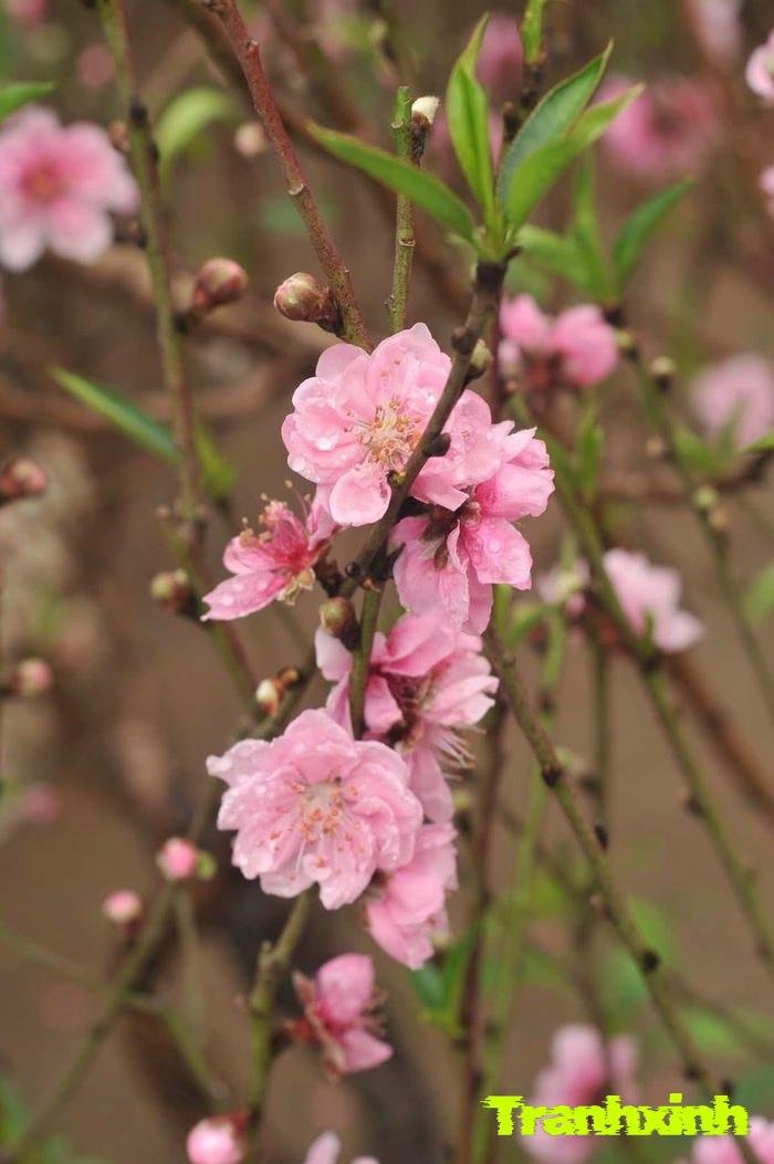 hoa đào và sự khởi đầu