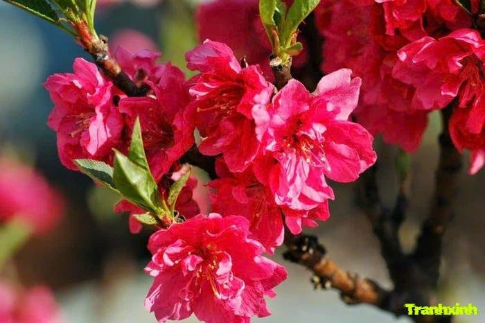 hoa đào và sum họp