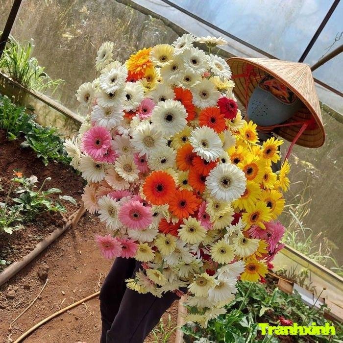 hoa đồng tiền cho background