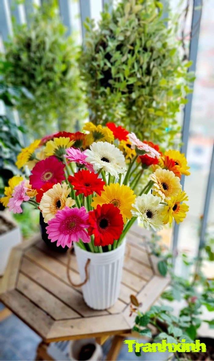 hoa đồng tiền cho bàn