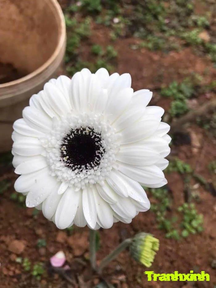 hoa đồng tiền hạnh phúc