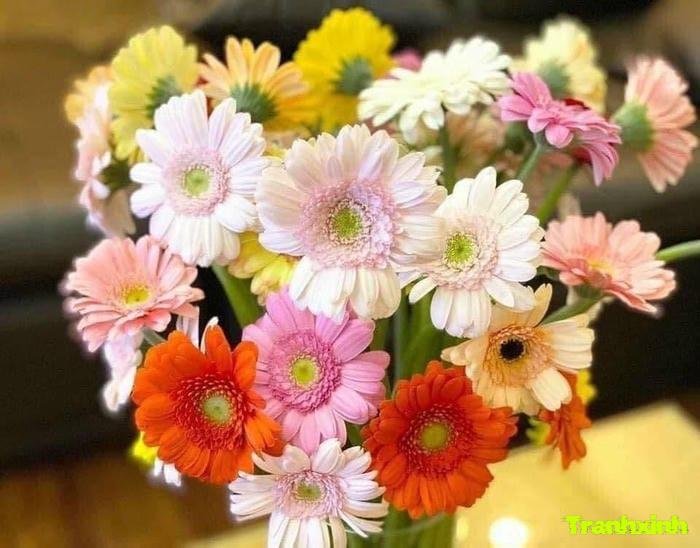 hoa đồng tiền kiểu vintage