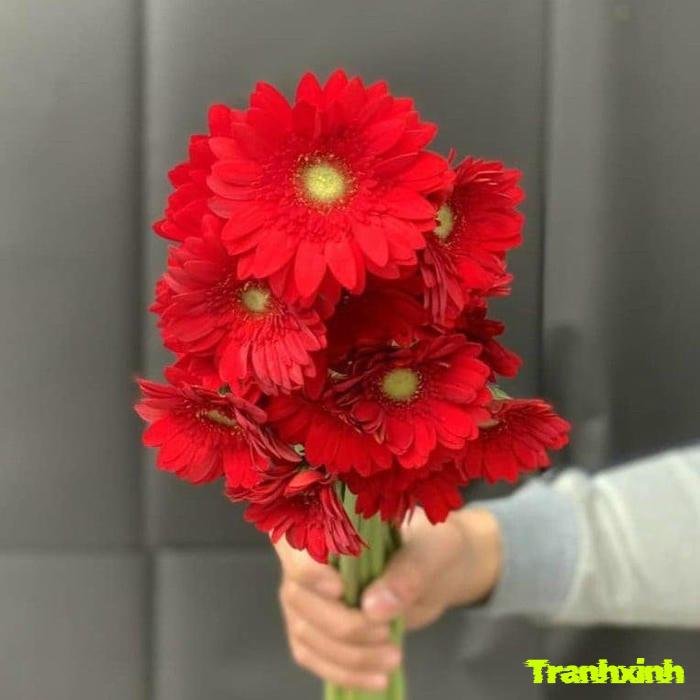 hoa đồng tiền màu đỏ