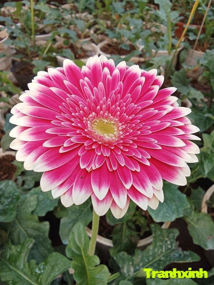 hoa đồng tiền may mắn