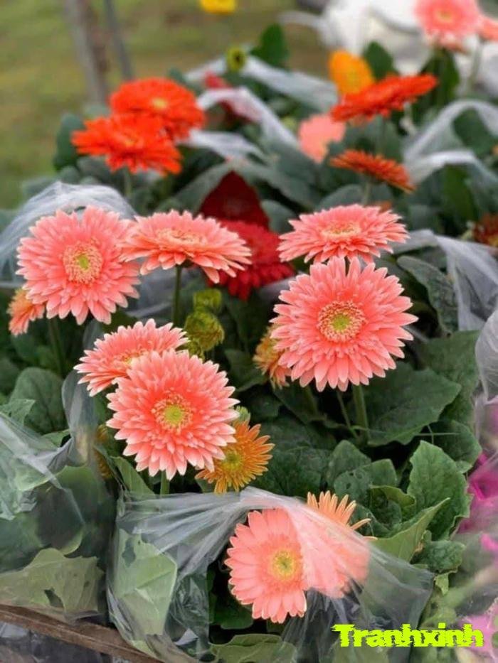 hoa đồng tiền trong vườn