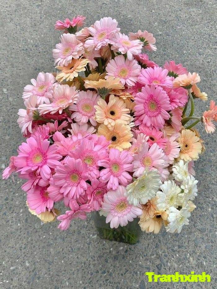 hoa đồng tiền tươi tắn