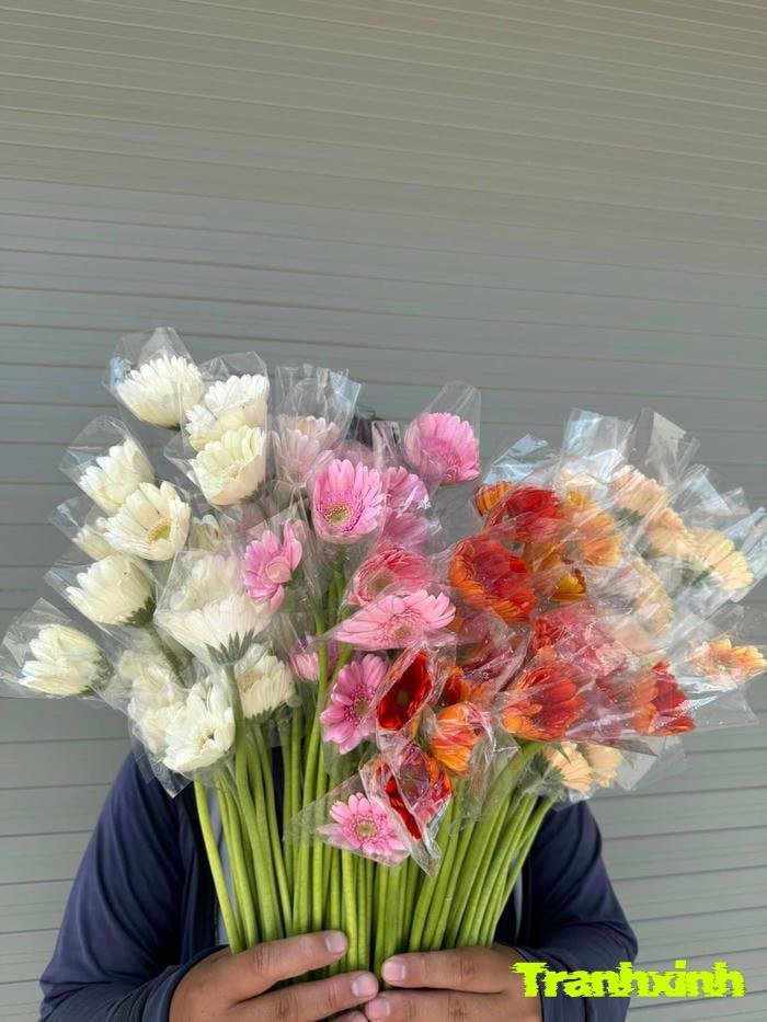 hoa đồng tiền tươi