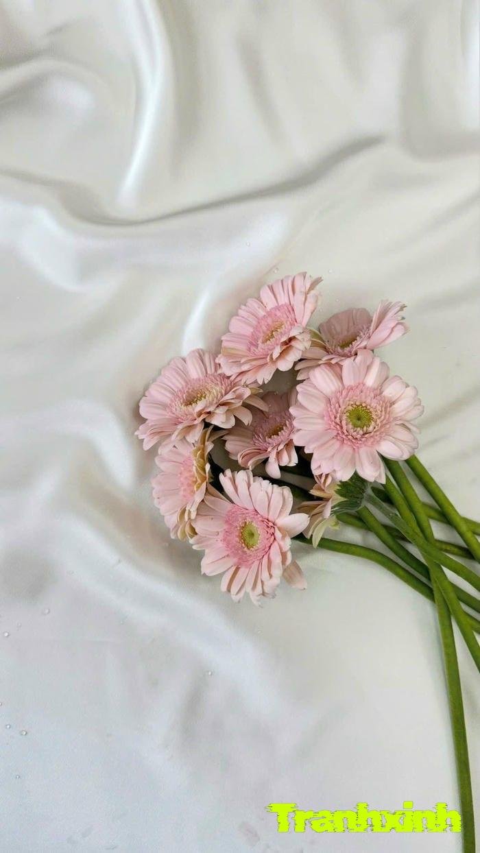 hoa đồng tiền và mây