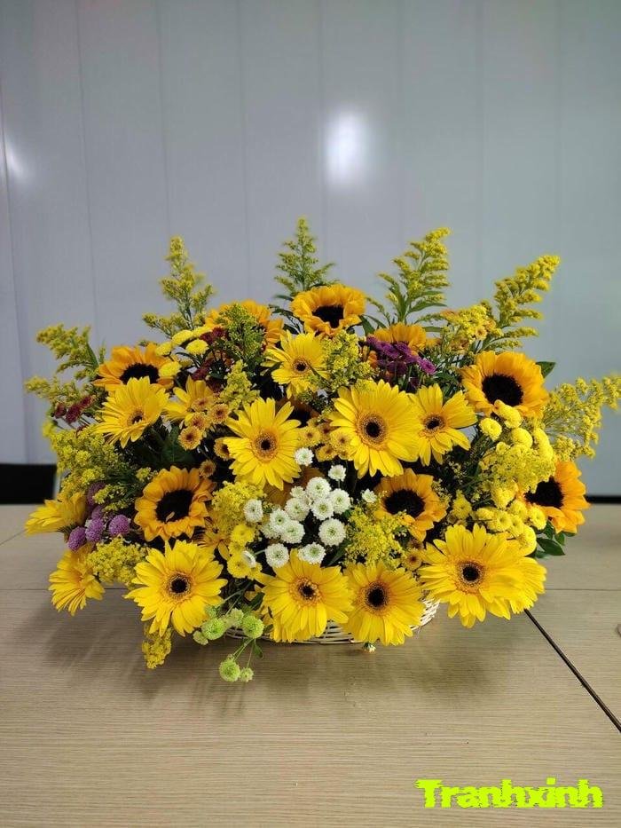 hoa đồng tiền và niềm vui