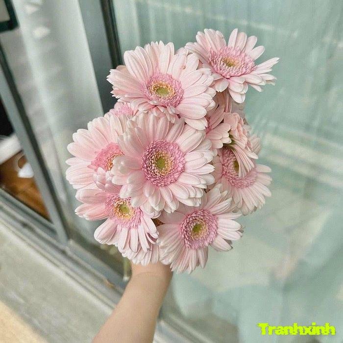 hoa đồng tiền và sự thịnh vượng