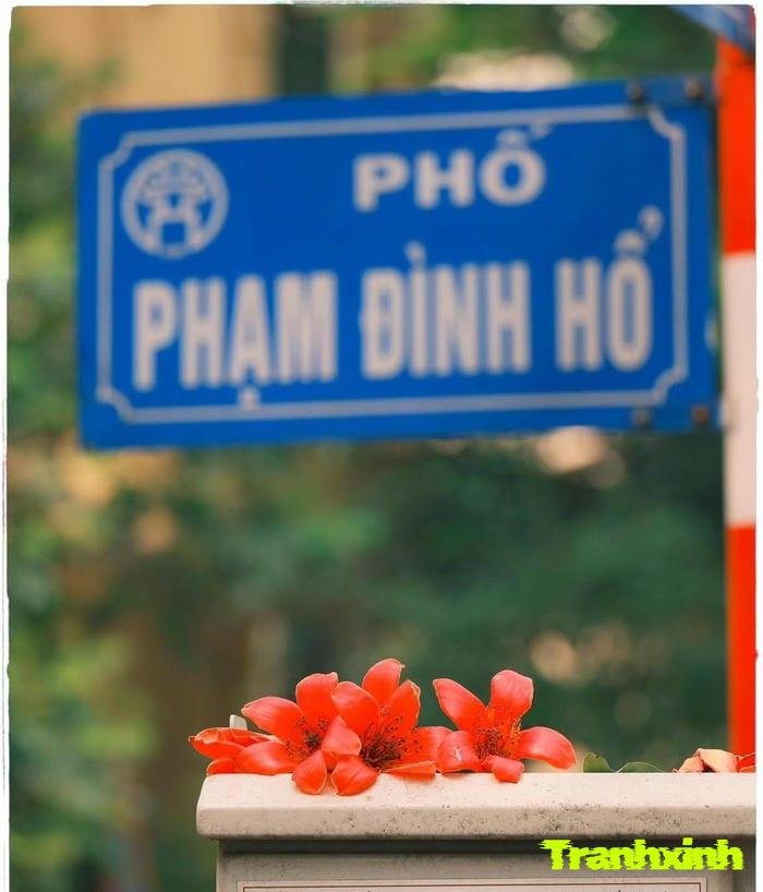 hoa gạo báo hiệu hè