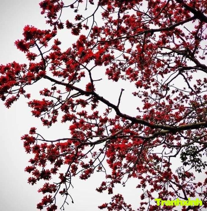 hoa gạo cho background