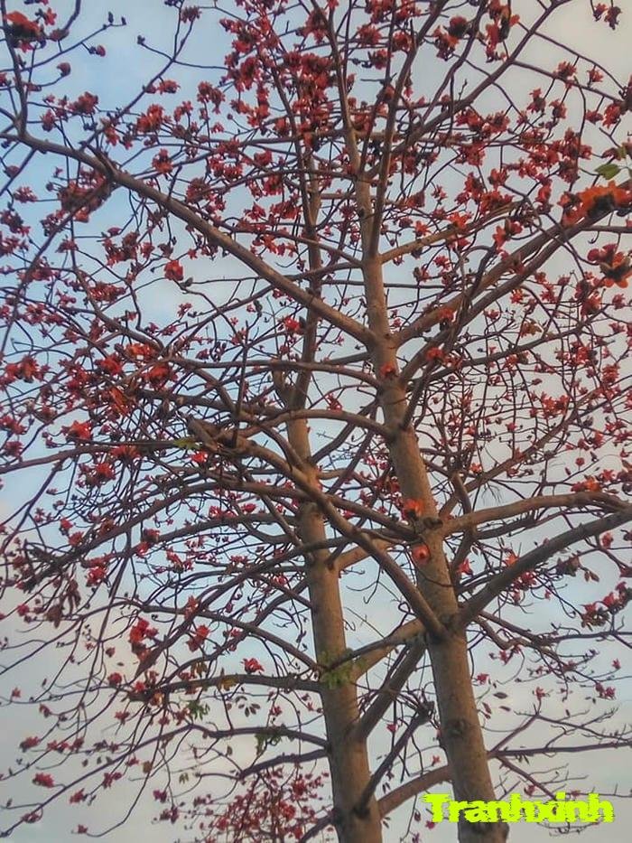 hoa gạo kiểu vintage