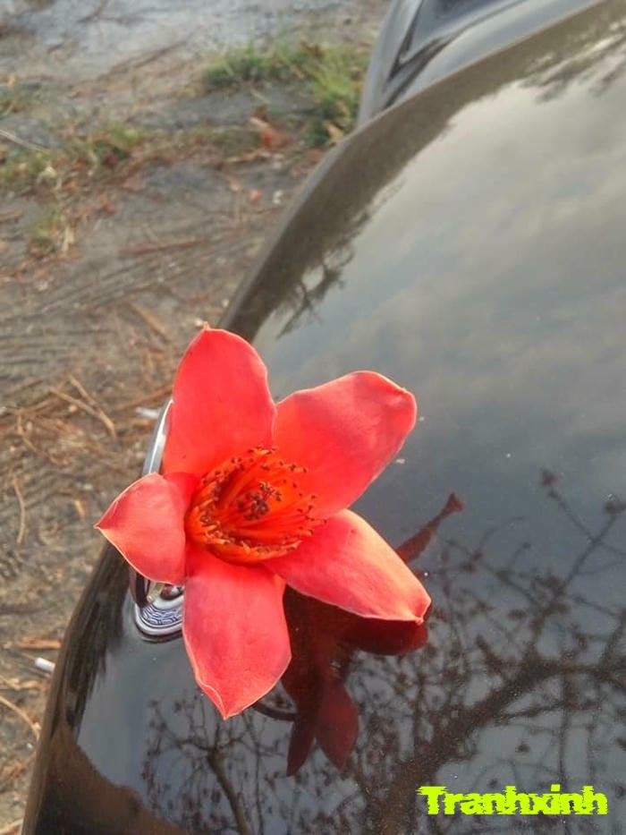 hoa gạo mùa xuân