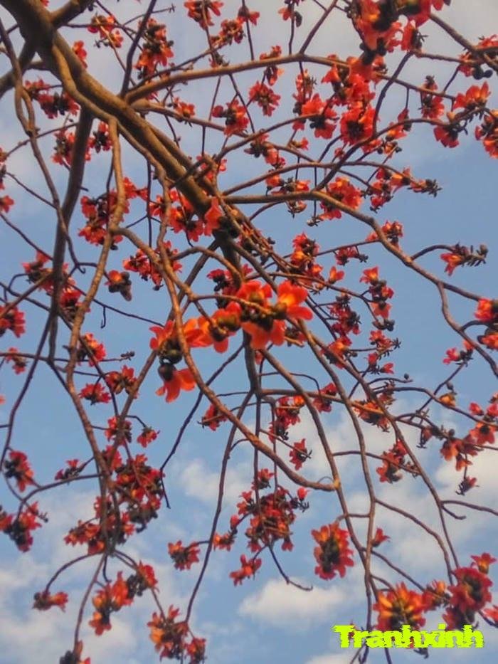 hoa gạo trên nền xanh