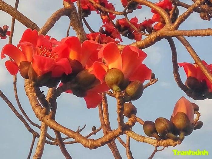 hoa gạo và cánh hoa