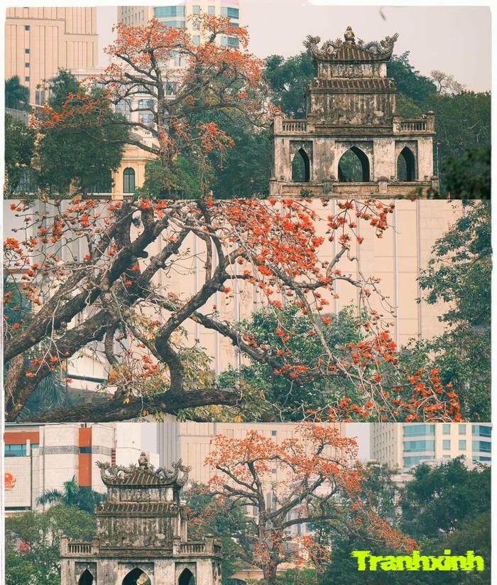 hoa gạo và ký ức