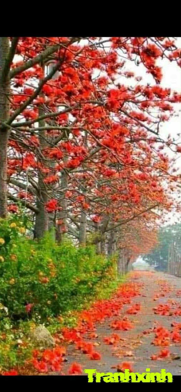 hoa gạo và sự sống