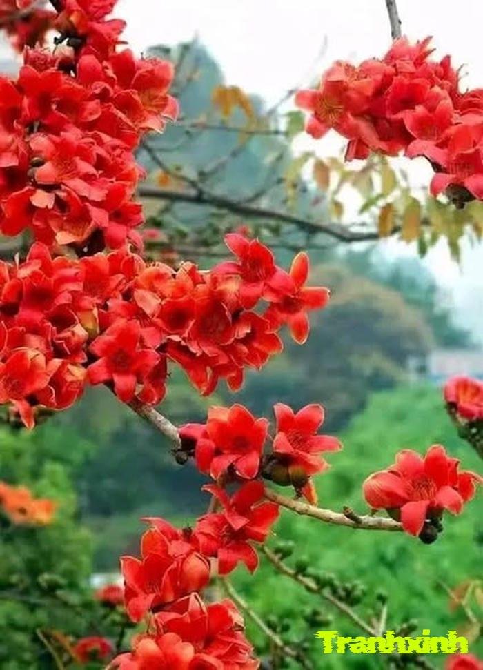 hoa gạo và thiên nhiên