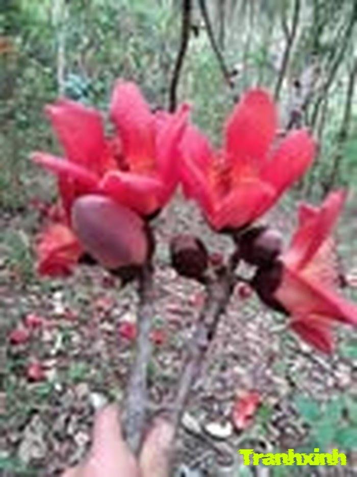 hoa gạo và tuổi thơ