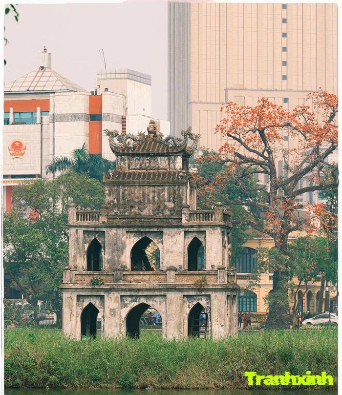 hoa gạo việt nam