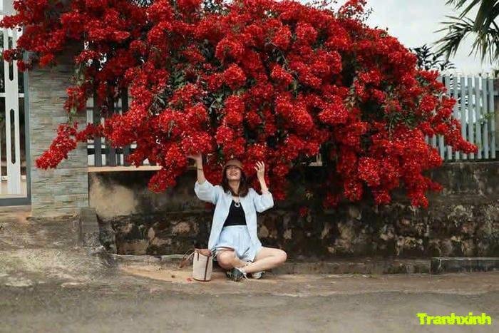 hoa giấy cho background