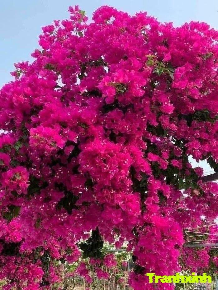 hoa giấy cho sân vườn