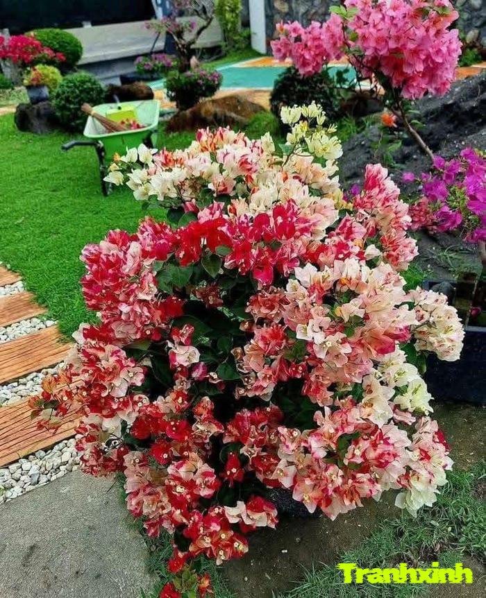 hoa giấy kiểu vintage