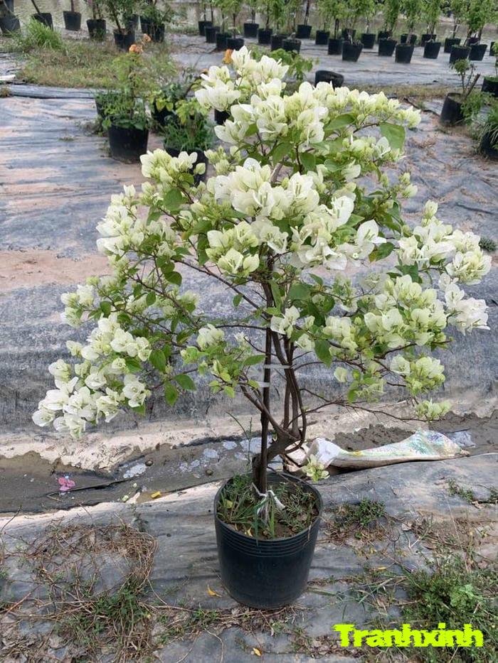 hoa giấy màu trắng