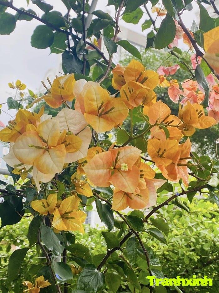 hoa giấy trồng ban công