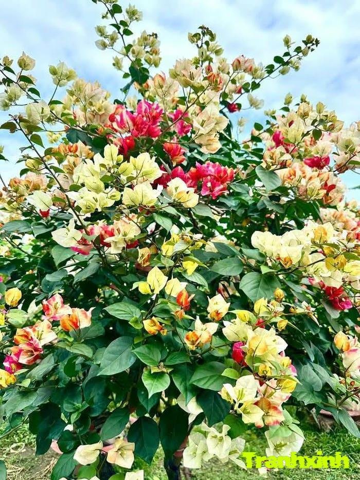 hoa giấy và mùa hè