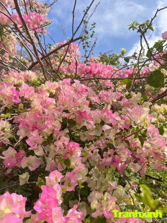 hoa giấy việt nam