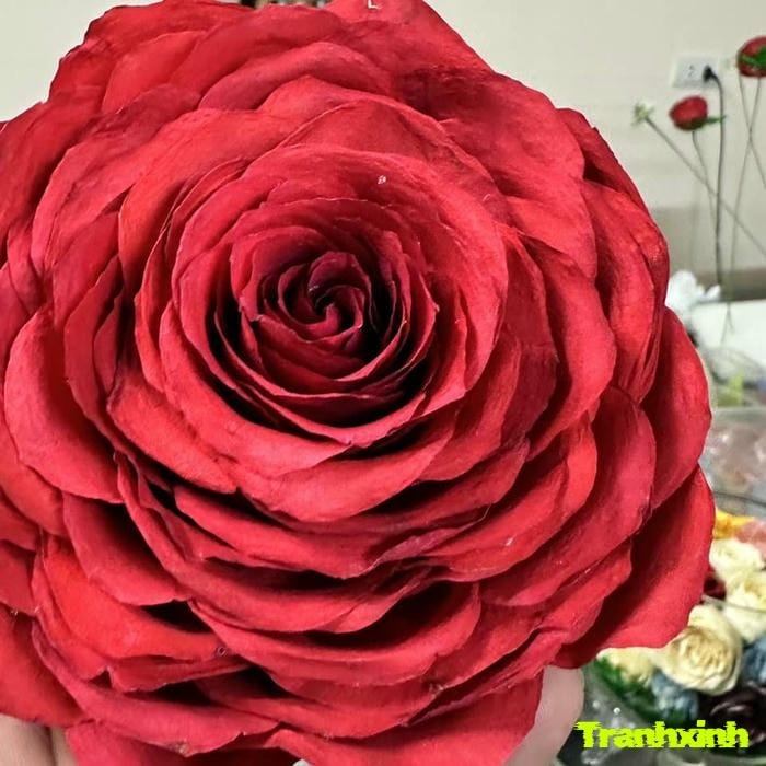 hoa hồng đẹp nhất