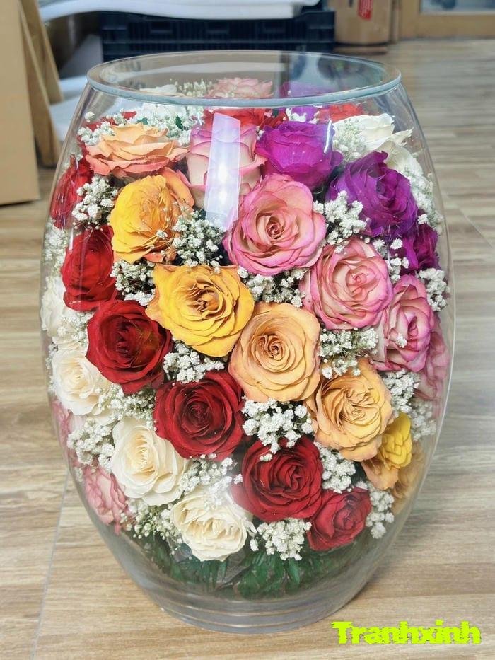 hoa hồng nở đẹp