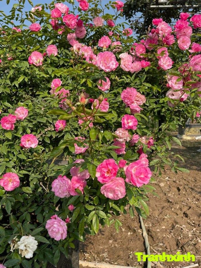 hoa hồng trong vườn
