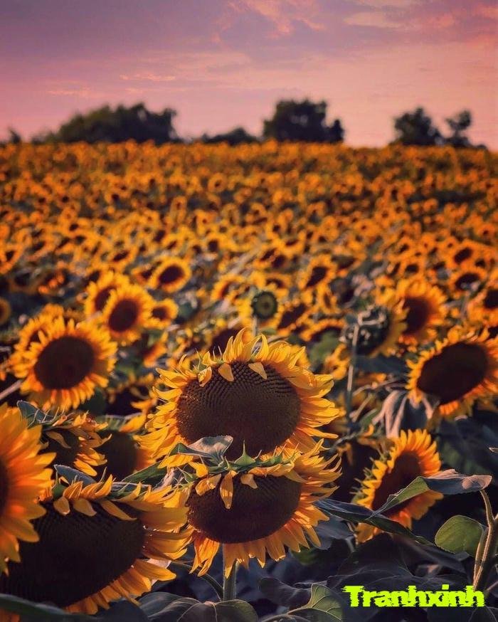 hoa hướng dương thẩm mỹ